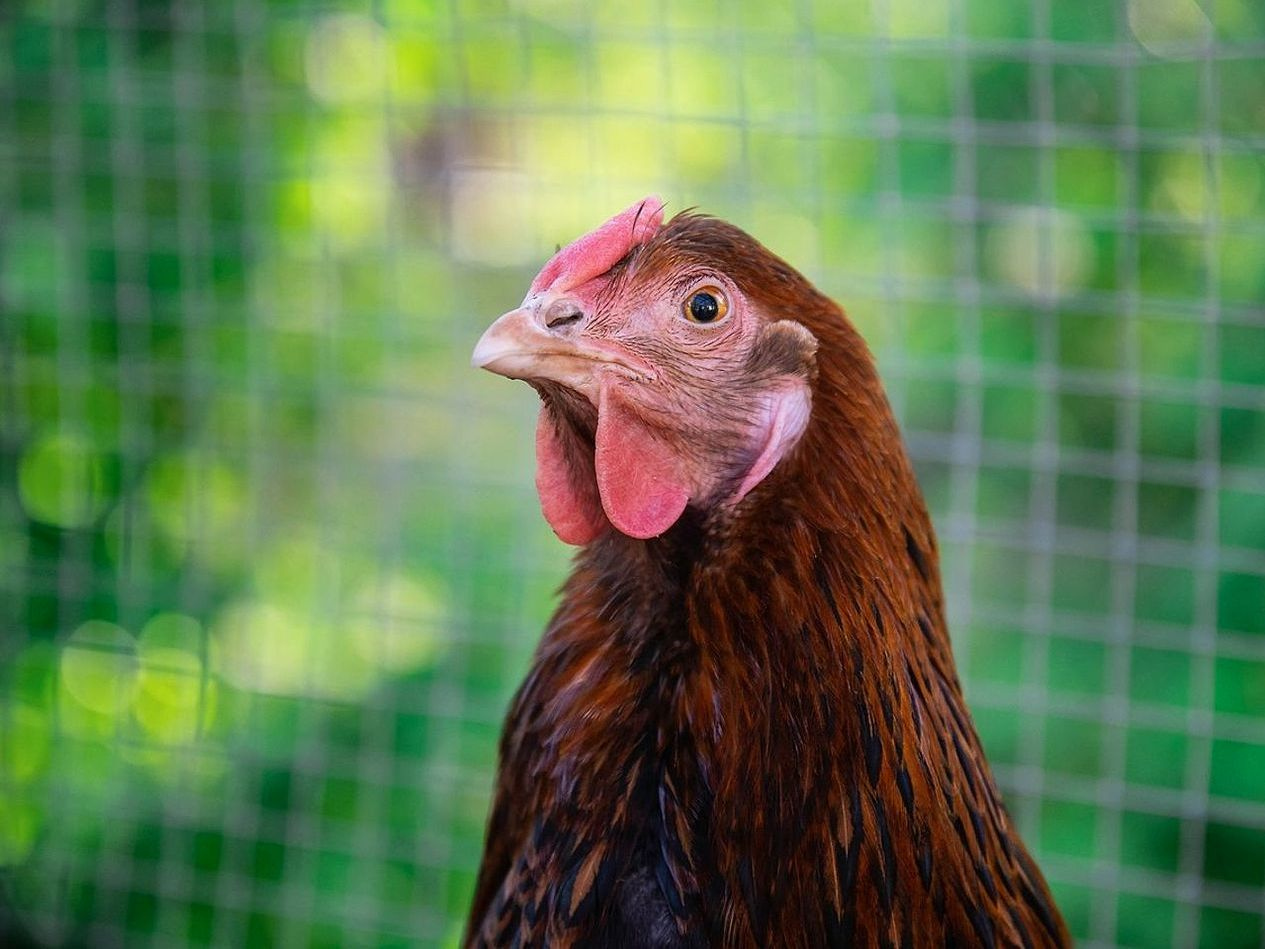 Izbor lokacije za kokošnjak na vašem dvorištu